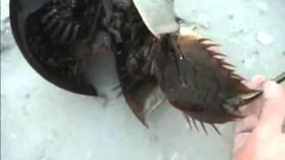Horseshoe Crabs, the mating season on Tampa Bay