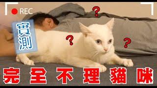 【豆漿實測】殘忍紀錄　不理撒嬌貓咪