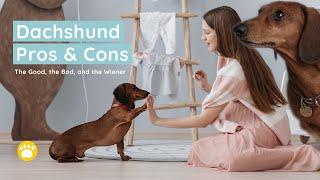 Dachshund: The Pros & Cons of Owning One (The Good, the Bad, and the Wiener)