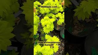 Add a splash of yellow to your landscape! #japanesemaple #mrmapleshow #springtime #gardening