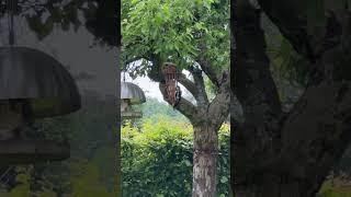 Bird at the feeding place #cute #animals #cuteanimalclips #funny #nice #subscribe #bird #specht