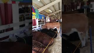 Kern County Fair livestock Barn