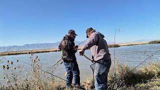 Bear River October 2024 Catclaw Rod Holders and Guard Dog getting it Done. #fishing #carp #utah