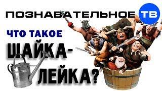 Что такое ШАЙКА-ЛЕЙКА? (Познавательное ТВ, Артём Войтенков)