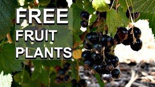 FREE Fruit Plants. 2 EASY Ways To Take Cuttings Of Currant Bushes