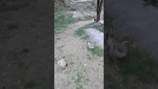 Beautiful home raised chicken in evening | Spring | Mountain Village | Nature Buddies #birds #uk