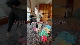 Never leaving the house again #iambunny #fluentpet #talkingdog #booktube