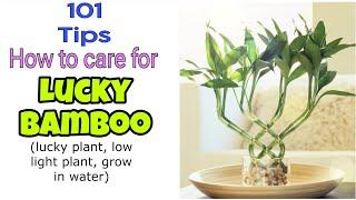 How to Care for Lucky Bamboo Plant | The Ultimate Lucky Bamboo Plant Care Guide