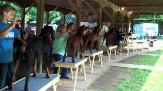 2011 UKC National Redbone Days | United Kennel Club