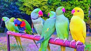 Beautiful Colourful Parrot Videos Compilation