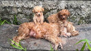 From Rain to Recovery: Mother Dog Fights for Life Amid Heavy Rain | LTT Animal- Rescue