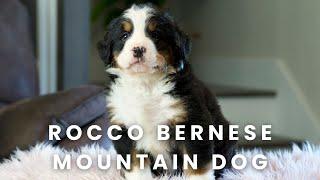 Rocco Bernese Mountain Dog Puppy Here at Mountain Dog Companion!