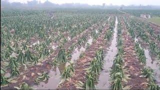 GAGAL TOTAL GAESS NASIBE PETANI HANCUR MUMUR... TEMBAKONE DI GLEBEK BANJIR