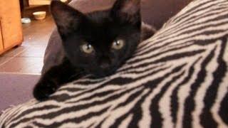 Kitty and Chihuahua Play...