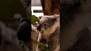 Koala is having lunch