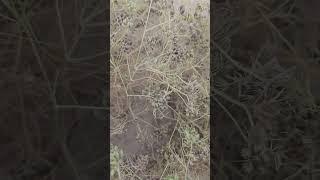 зираро пагоҳ мечинем