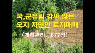 정선부동산 정선토지 "국,군유림 감싸않은 오지 자연인토지 매매" 계획관리 877평 4천3백 정선귀농귀촌토지 정선싼땅 정선오지땅 /정선대복부동산