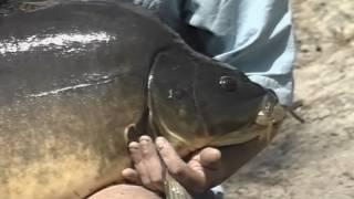 Hyperactive Carping!