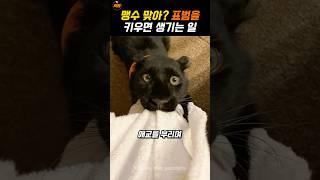 덩치큰 고양이라 불리는 맹수