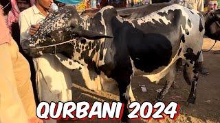 Cow Mandi Lahore l cholistani sahiwali bachare I qurbani 2024 Shahpur kanjra Mandi