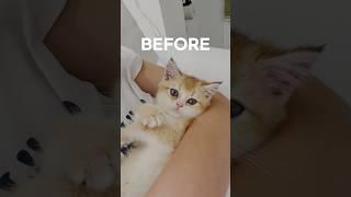 벌써 1년 #냥춘기 #고양이일상 #브숏 #고양이