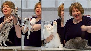 CFA International 2016 - Kathy Black allbreed kitten final