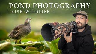 Photographing Water Birds - Irish Wildlife (Nikon z6 ii)