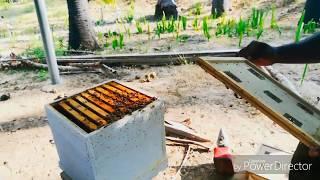 Dividing Beecolony, Jaffna beekeeping Union Tamil