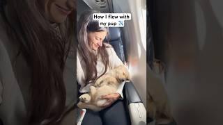 How I flew with my puppy on a plane!! #shorts #travel #plane #goldenretriever #puppy