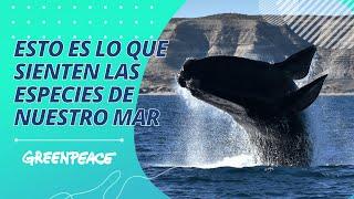 Esto es lo que sienten las especies de nuestro mar - Greenpeace Argentina