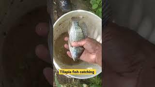 Tilapia fish catching from my farmLets make the fry#fish #tilapia #fishcatching #fishfarm