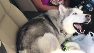 Stubborn Husky refuses to give up front seat