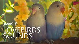 Violet Fischer and Blue Fischer - Sounds of Lovebirds - Part 1