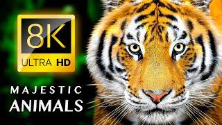 MAJESTIC ANIMALS 8K VIDEO ULTRA HD