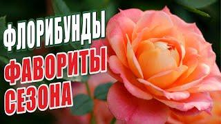 РОЗЫ ГРУППЫ - ФЛОРИБУНДЫ – ФАВОРИТЫ СЕЗОНА