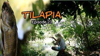 Catching fresh Tilapia and cook for my dinner | Philippine countryside | inspired by PROMDI BOY