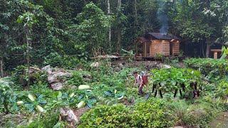 2 year living in forest, gardening, growing watermelon, eggplant, asparagus harvest to market sell