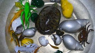 Thao Cady went to watch the night to catch animals in the field, snails, crabs, turtles- Part163