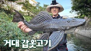 최악의 외래종중 하나라는 아마존 갑옷물고기! 구피천보다 심각한데 여긴 그냥 막 손으로 줍네요 ㄷㄷ