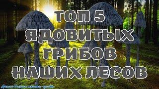 ТОП 5 ядовитых грибов наших лесов