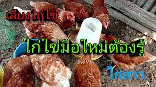 ไกไข่ เลี้ยงไก่ไข่ มือใหม่ต้องรูั amazing thailand