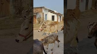 chhoti chhoti gaiya chote chote gwal #chhotichhotigaiya #cowlover #chhotegwal #gaumatakijaiho
