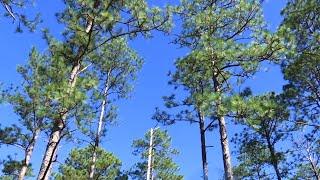 Recovery begins to restore longleaf pine forests