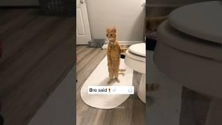 Funny Animals 2024  - Funniest Cats and Dogs video   #shorts