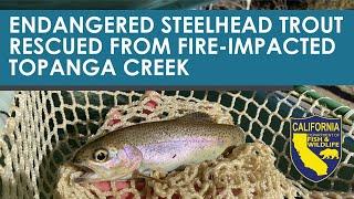 Endangered Southern California Steelhead Trout Rescued from Fire-Impacted Topanga Creek