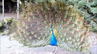 Dancing peacock with white peacock