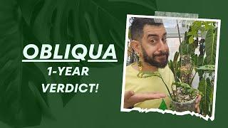 Behind the Hype: Monstera obliqua Review | Growing the Unicorn Plant: 1-Year Journey