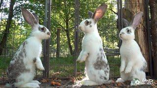 Die Osterkinder: Kaninchen wollen hüpfen!  