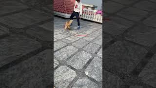 Meme memo football skills || playing with cats #youtube #saimahmedpassion #cat
