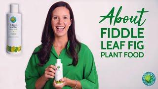 About Fiddle Leaf Fig Plant Food | Fiddle Leaf Fig Plant Resource Center